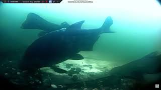 Three Tench And A Bream - Slow Tv