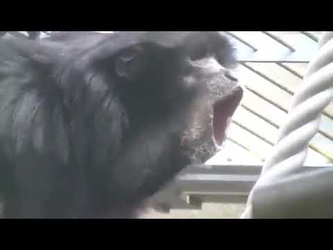 うんこちゃんと動物２