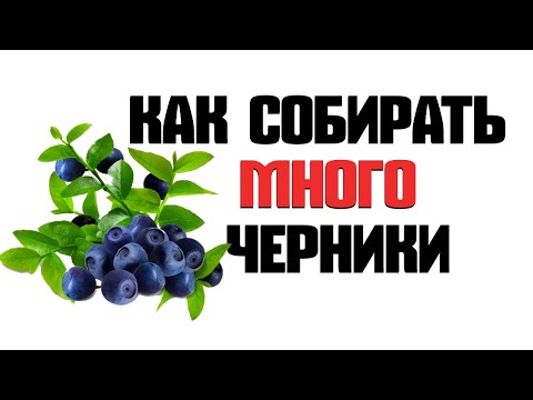 Как собирать чернику? САМЫЙ БЫСТРЫЙ СПОСОБ СБОРА ЧЕРНИКИ. Черника 2020 ЦЕНА РАСТЕТ