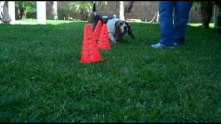 Cone Course - Dog Exercise Beginners Agility