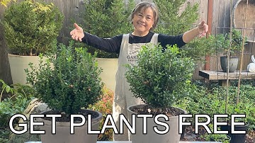 DIY Propagation Box: FREE Plants for Life