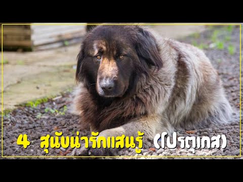 วีดีโอ: วิธีการรู้ว่าสุนัขอยู่ภายใต้ความเครียด