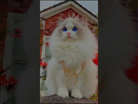 اختار حيوان تقوم بتربيته في المنزل  شفا