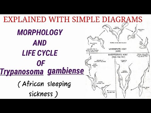 tripanosoma en hindi