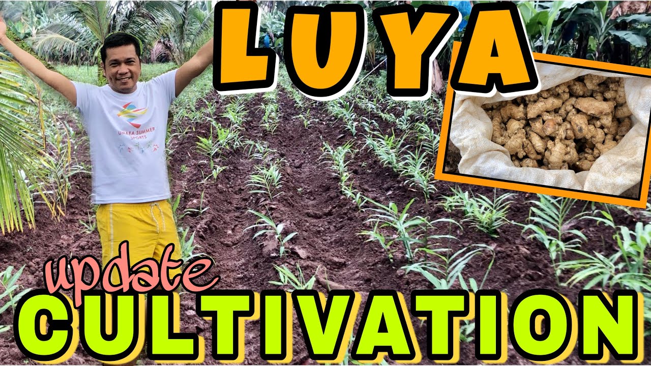 LUYA UPDATE DALAWANG BUWAN NA| SOIL CULTIVATION/HILLING| TRADISYONAL WAY| PAGHAHABOK| JUREN COLMO