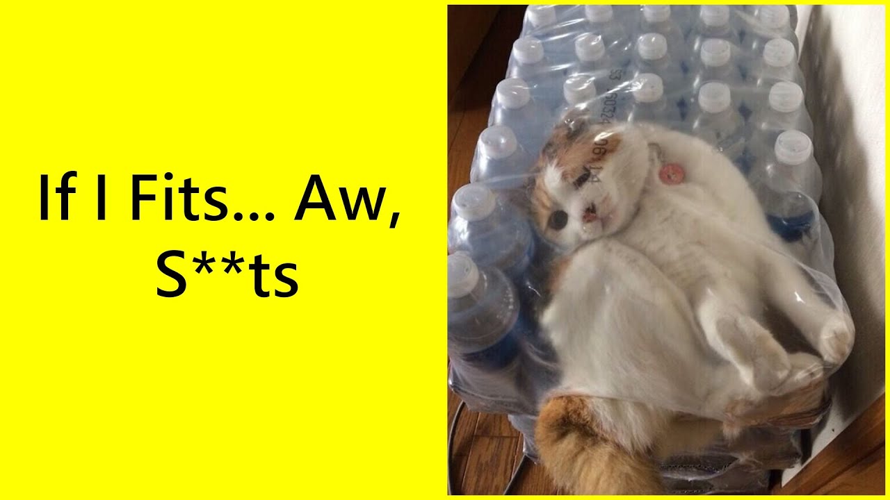 times-cats-made-their-owners-wonder-what-s-wrong-with-my-cat-youtube