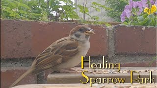 sparrowpark20230626 Part 1 Something is happening, but it's not on camera!