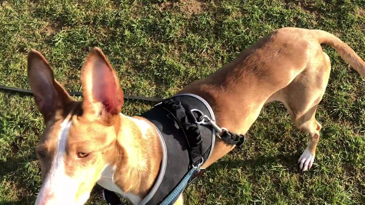 HundeausMallorca.de Amal YouTube