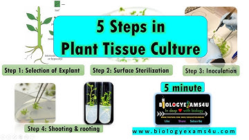 5 Essential Steps in Plant Tissue Culture || A beginners guide