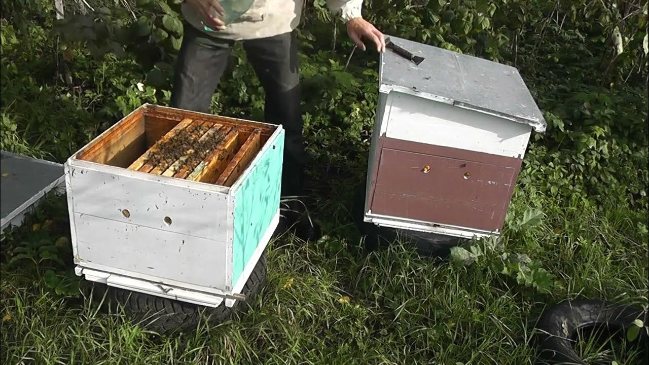 Как объединить пчел осенью. Как объединить пчел осенью. Как объединить слабые пчелиные семьи перед зимой. Развитие пчелиной семьи. Ассоциации с пчелами.