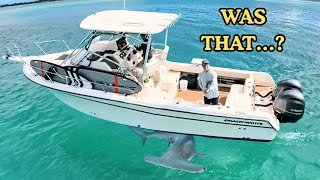 We Found Empty Waves And A Hammerhead Shark Hawaii Boat Adventures