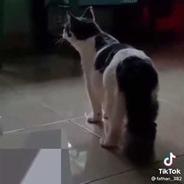 Pertanda apa kucing ini ngomong ayo sholat mau kiamat