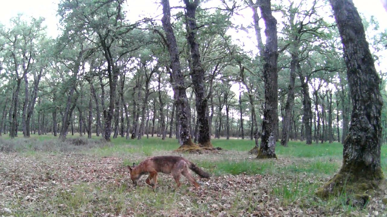 Zorro (Vulpes vulpes) rastrea por los alrededores del robledal (222-223).