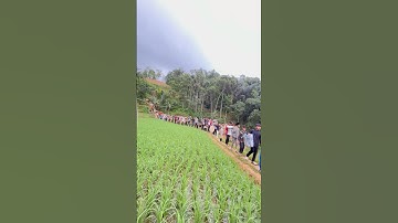 Perjuangan Seserahan Pernikahan Di Perkampungan #youtube #short #viral #wedding #seserahannikah