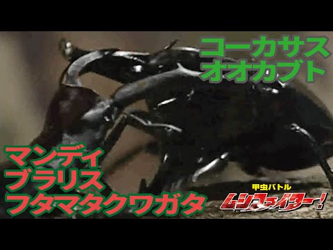 公式 コーカサスオオカブト Vs マンディブラリスフタマタクワガタ 甲虫バトル ムシファイター 18