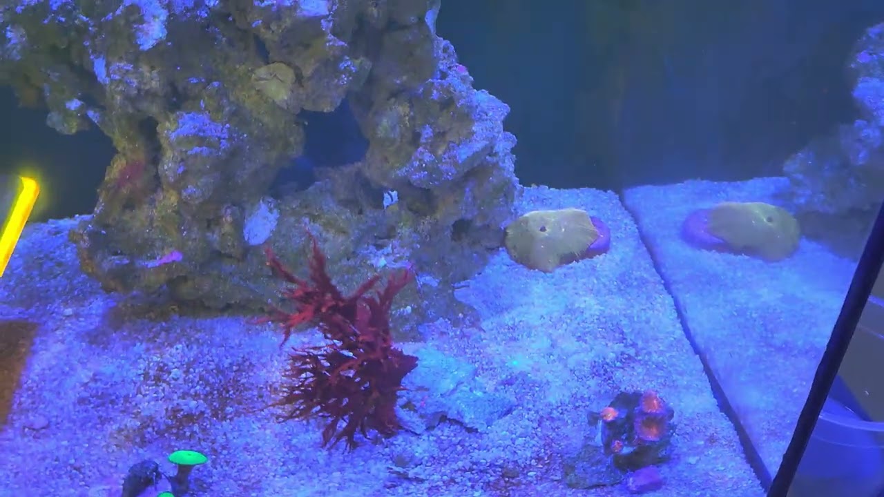 Macro alga bafo de dragao, e seus benefícios no aquarismo marinho. 