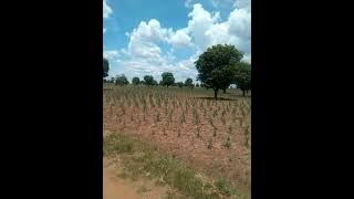 wizzy Uganda upile [official artist mw]