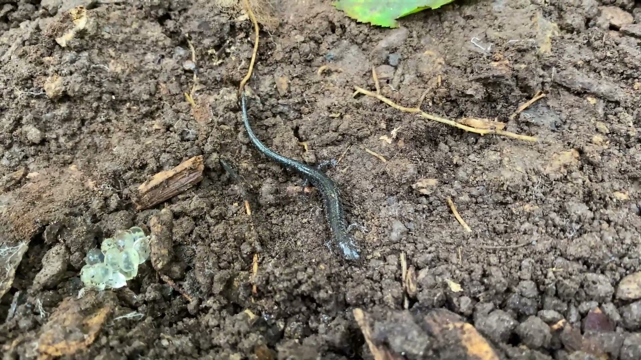 CLORPT Soil Study YouTube