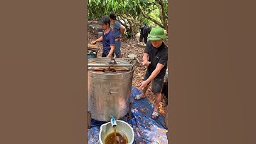 Tập Tính Khắc Nghiệt và Bất Công Của Loài Ong! #dunglucngan #matong #matonghoavai #vaithieulucngan