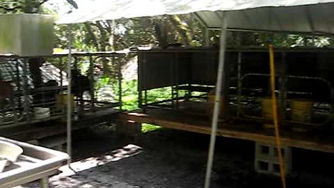 Hog Hunting dogs in Okeechobee Florida Kennel