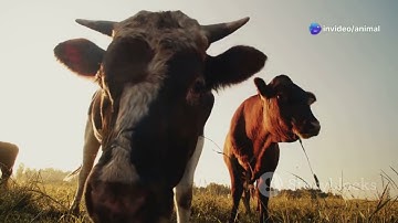 Animals and Solar Eclipses: Unveiling the Mystery! 🌒