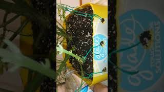 how I water my Autoflower.