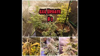 4x4 Update #2 - Spiderfarmer