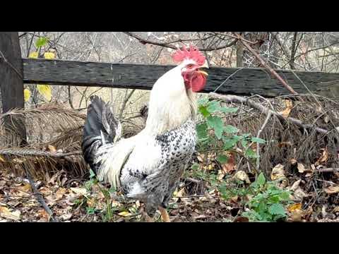 Kamming ayollarning uy qurilishi pornosini tomosha qiling