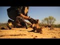Step By Step Dirt Hole Set For Coyote Trapping- The Management Advantage #69