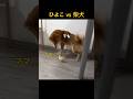 ひよこ vs 柴犬