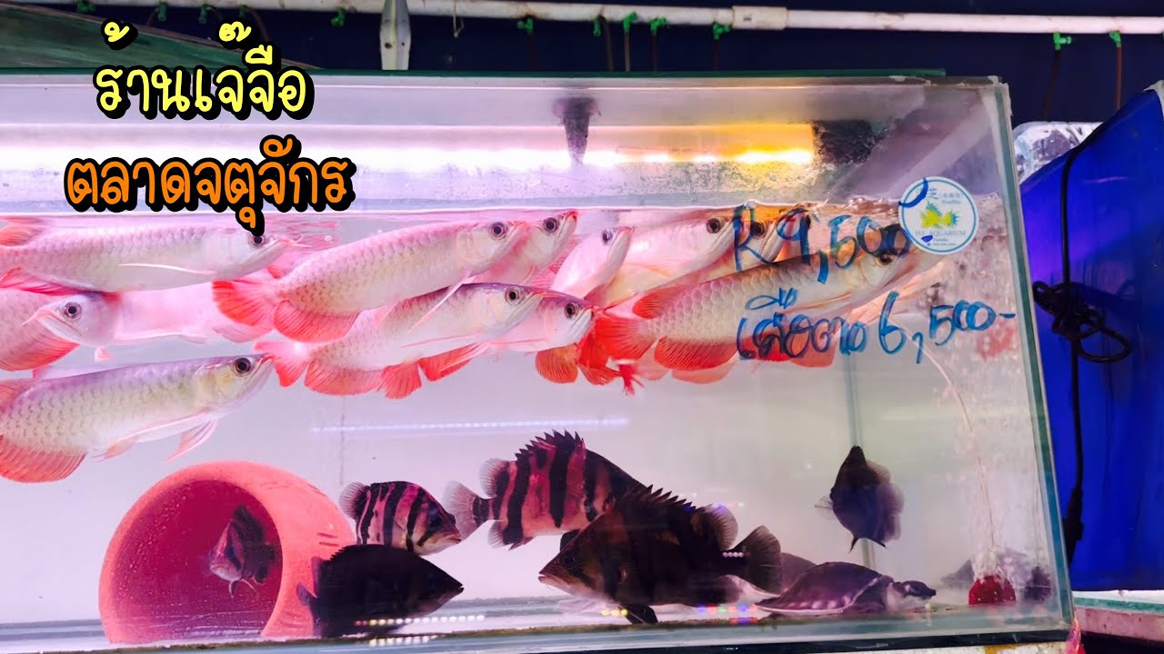 Zing’s Day l ร้ายเจ๊จือ..ตลาดจตุจักร