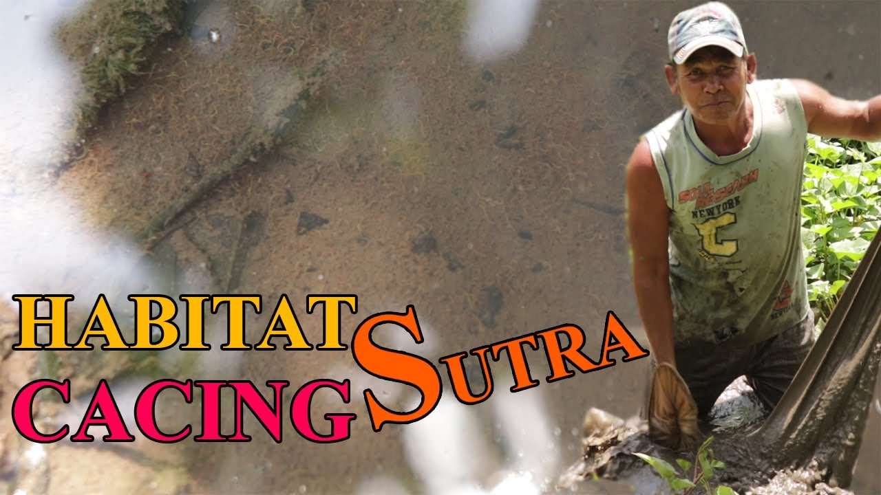 LUAR BIASA!!! TERNYATA SEPERTI INI CARA CARI CACING SUTRA DARI ALAM