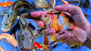 Tổng hợp các video cá cảnh đẹp, vịt con, cá da trơn, cá chép phụng, cá sấu, rùa con