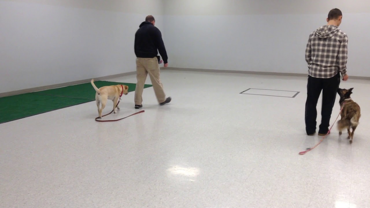 Obedience Training at Petco with Bill Dunbar.