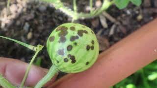 Yellow Watermelon Update