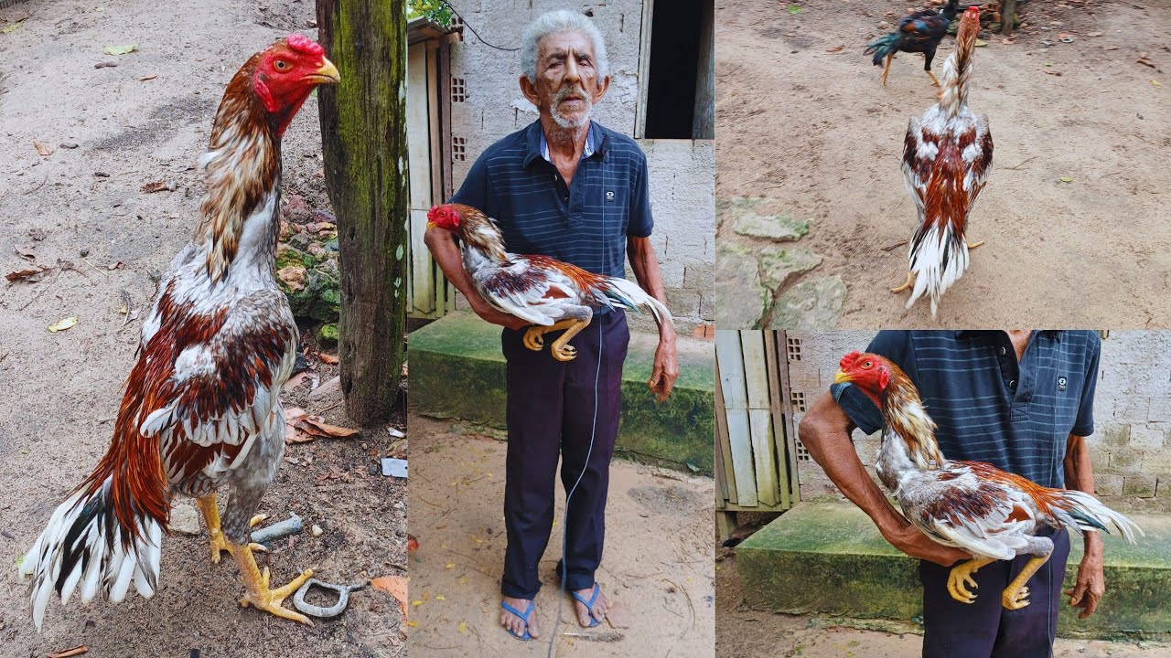 Conheça a nova genética do criatório Lourival se alimentando no quintal com galinhas #galo #galomura
