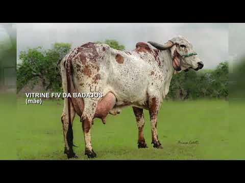 LOTE 57 – LINDOIA FIV CABO VERDE JCVL4458