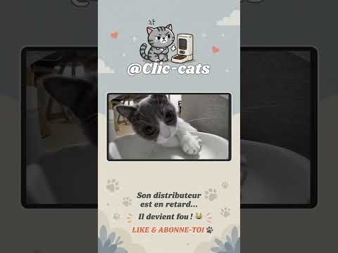Plus de croquettes dans son distributeur, ce chat devient fou 😜 - Short @Clic-Cats