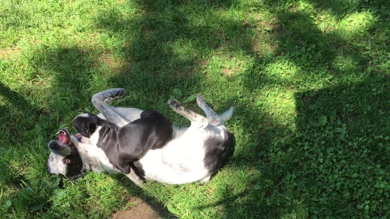 Border Collie and Boston Terrier Puppy Playing YouTube