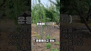 매화나무 종류가 이렇게 많다고요? 몰라도 너무 몰랐던 매화나무의 세계! 전격 공개~ #옥매 #운용매 #수양매 #매화나무 #매실나무