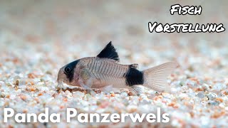 Panda Panzerwels - Corydoras panda | Liquid Nature Fisch Vorstellung by Liquid Nature 5,614 views 1 month ago 6 minutes, 39 seconds