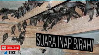 SUARA INAP WALET ANDALAN BIRAHI