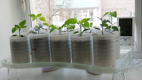 Холодно на подоконнике? Обогреваем рассаду 🎍 или комнатные цветы на окне. Seedling.