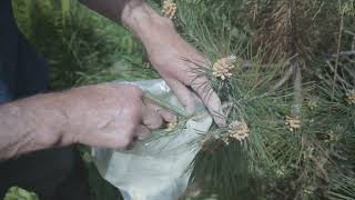 Bruce's Forest Garden: Harvesting Pine Pollen