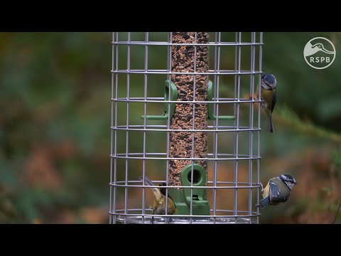 Seed Feeders for Birds | The RSPB