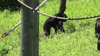 Dillnapp time! by Fubuki 　ディルの誘拐だ！フブキ　Chimpanzee  Tama Zoological Park