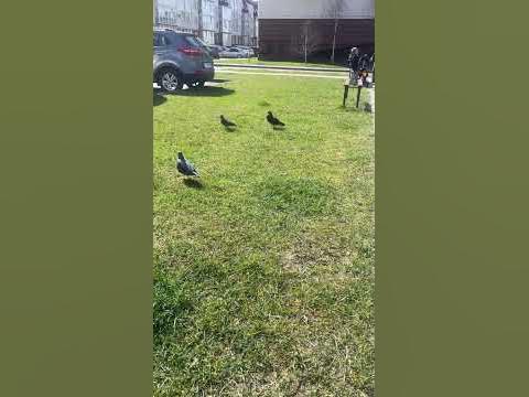 Гуль 1000-7 - YouTube