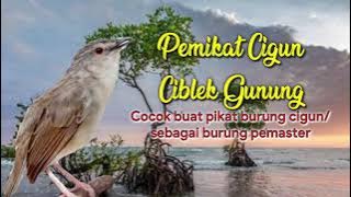 Suara Pikat Cigun Gacor Nembak Seperti Alam Liar