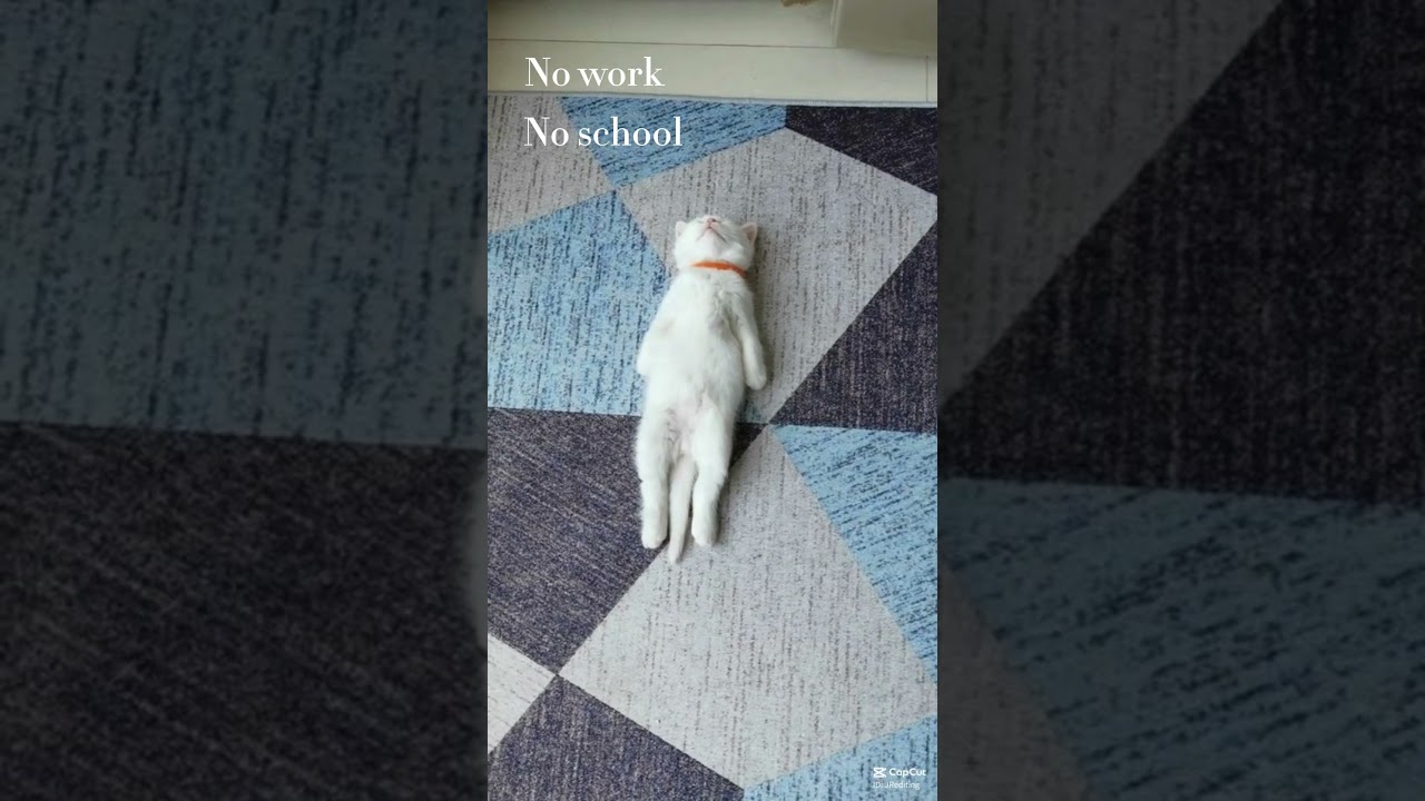 Chill Out with This Relaxing Cat: A Pawsome Break 🐱✨