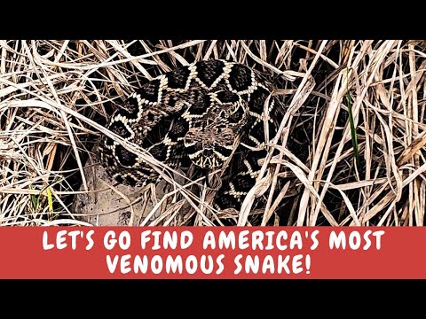 Join me to find the Eastern Diamondback Rattle Snake. The most venomous Snake in North America!